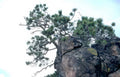 pine rock mountains Vintage A4 Photo Print