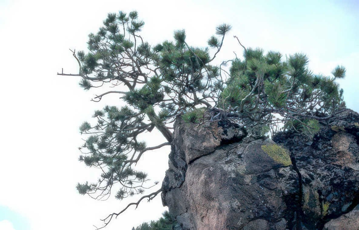 pine rock mountains Vintage A4 Photo Print