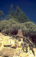 pine roots sandstone Vintage A4 Photo Print
