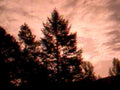 pine sunset silhouette1980s 1990s A4 Photo Print