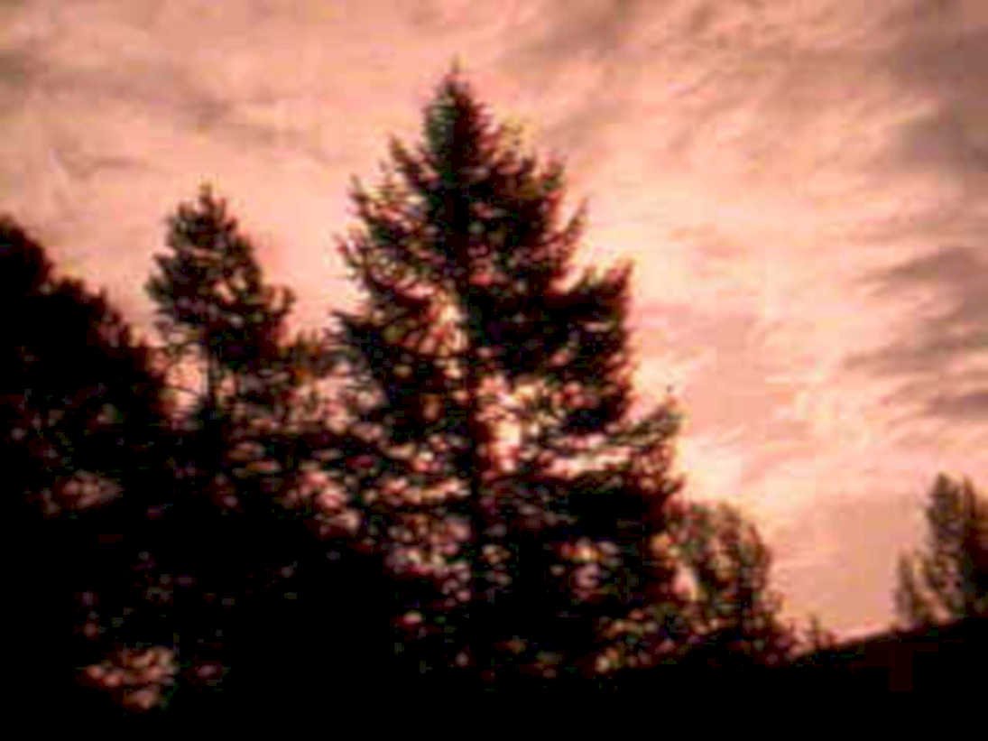 pine sunset silhouette1980s 1990s A4 Photo Print