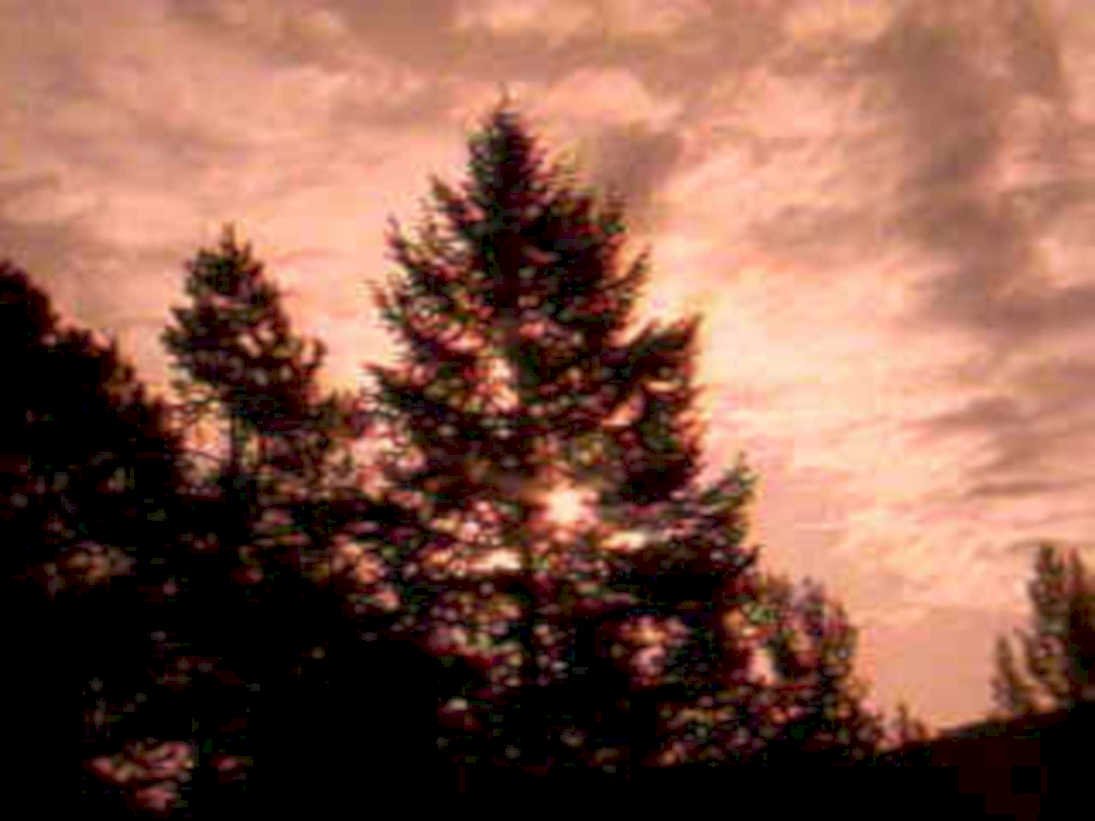 pine sunset trees1980s 1990s A4 Photo Print