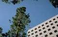 pine tree building Vintage A4 Photo Print