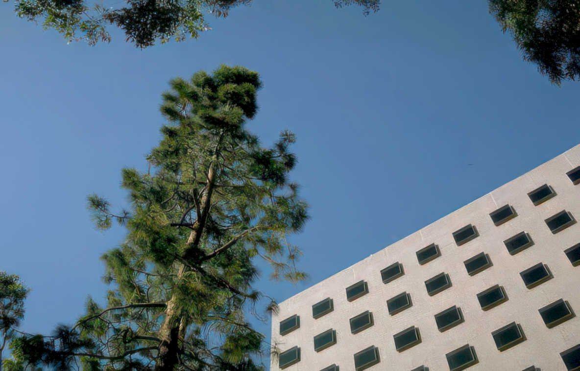 pine tree building Vintage A4 Photo Print