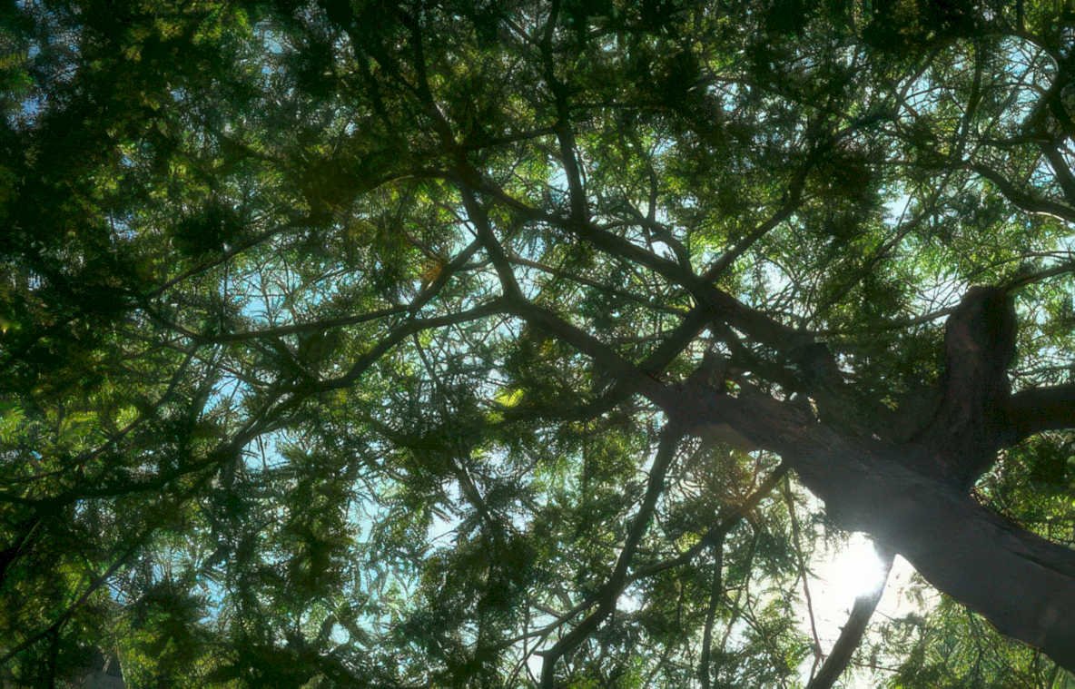 pine tree canopy Vintage A4 Photo Print