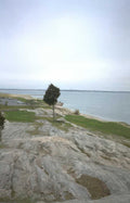 pine tree coastline Vintage A4 Photo Print