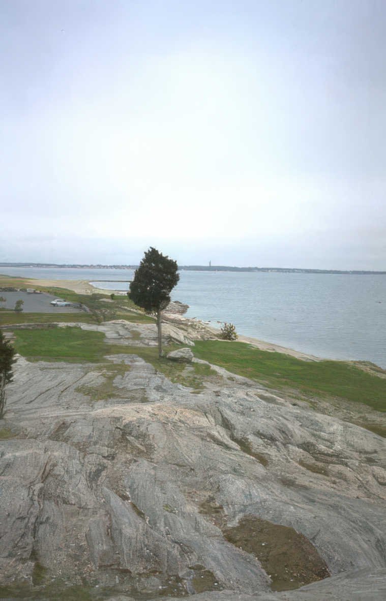 pine tree coastline Vintage A4 Photo Print