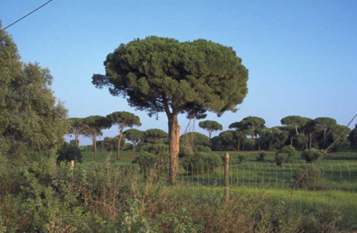 pine tree landscape 1980s 1990s A4 Photo Print