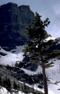 pine tree mountains Vintage A4 Photo Print