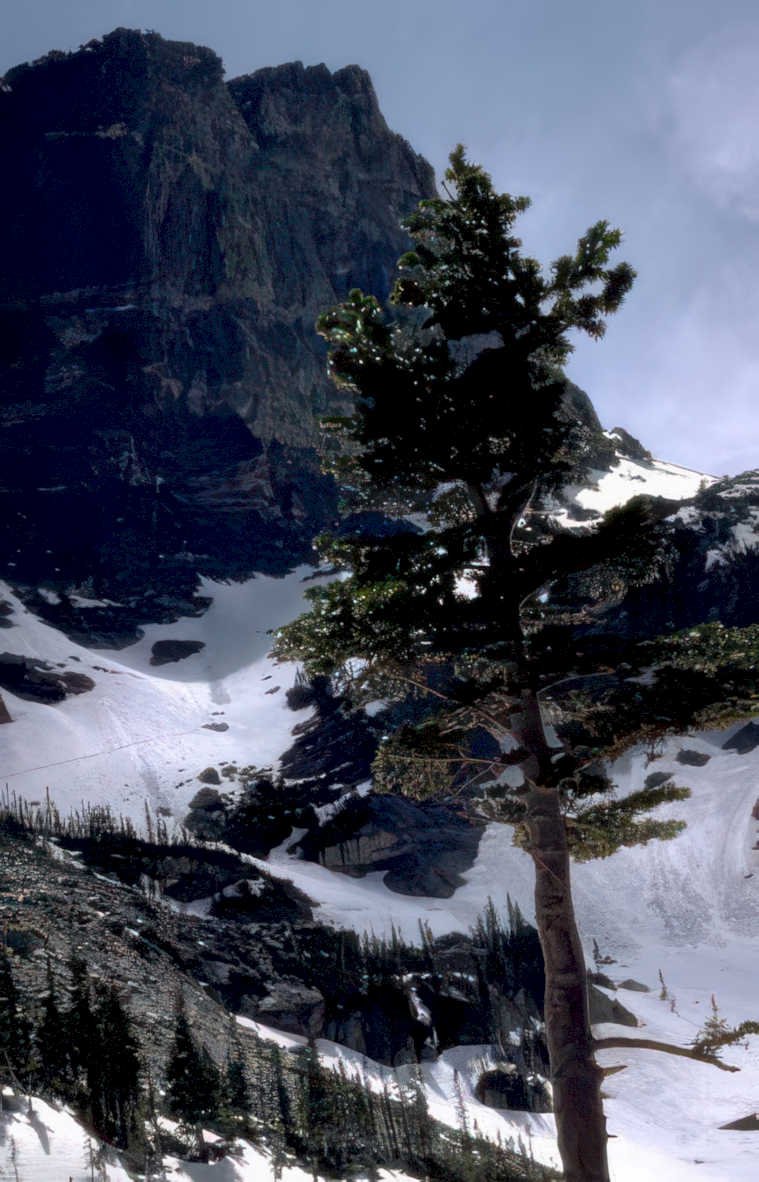 pine tree mountains Vintage A4 Photo Print