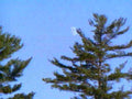 pine tree night1980s 1990s A4 Photo Print