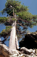 pine tree outcrop Vintage A4 Photo Print