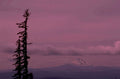pine tree rainier 1980s 1990s A4 Photo Print