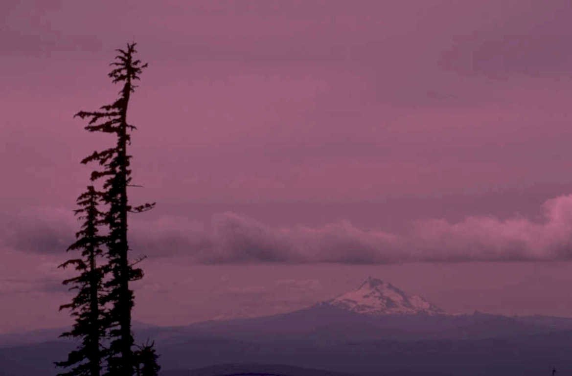pine tree rainier 1980s 1990s A4 Photo Print