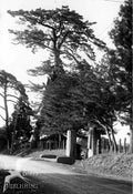 pine tree road Vintage world war A4 Photo Print