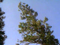 pine tree sky1980s 1990s A4 Photo Print