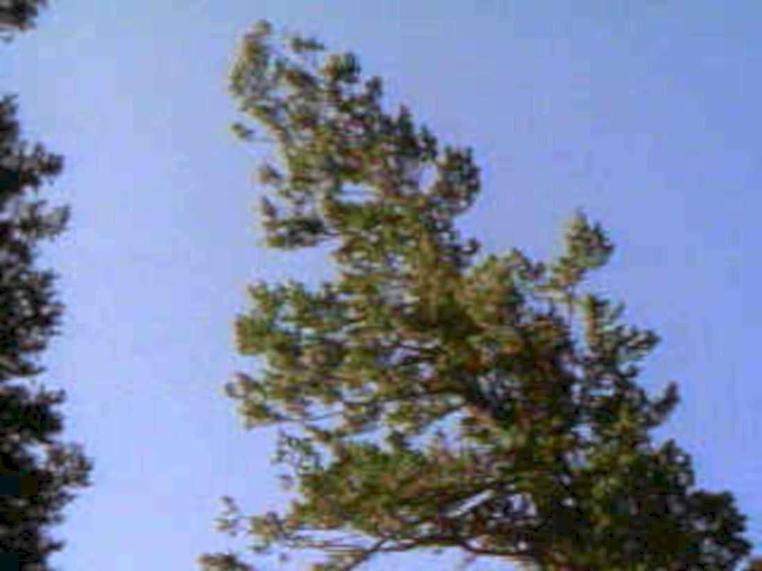 pine tree sky1980s 1990s A4 Photo Print