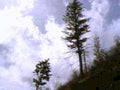 pine trees sky1980s 1990s A4 Photo Print