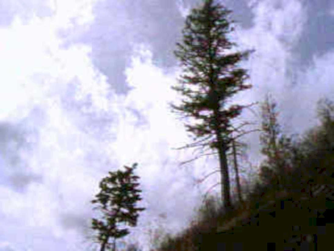 pine trees sky1980s 1990s A4 Photo Print