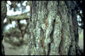 pine trunk bark1980s 1990s A4 Photo Print