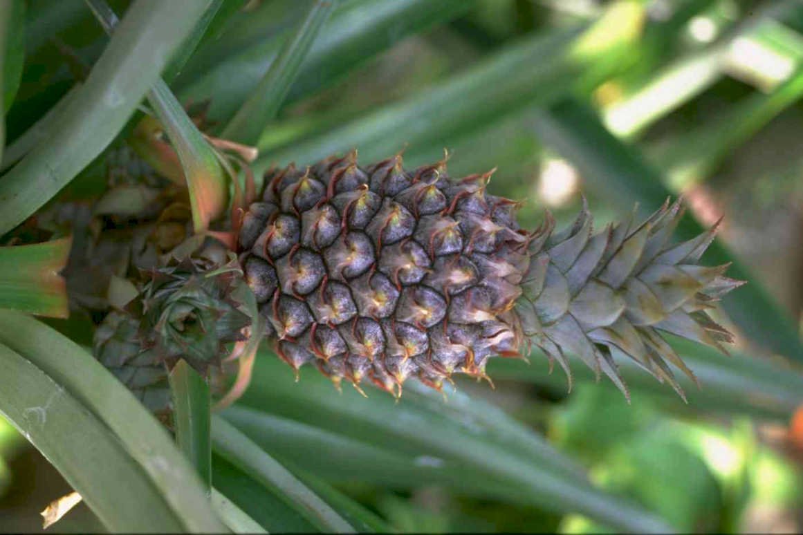 pineapple bud spikes Tropical Plant 1980s A4 Photo Print