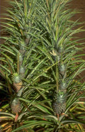 pineapple plant foliage 1980s 1990s A4 Photo Print