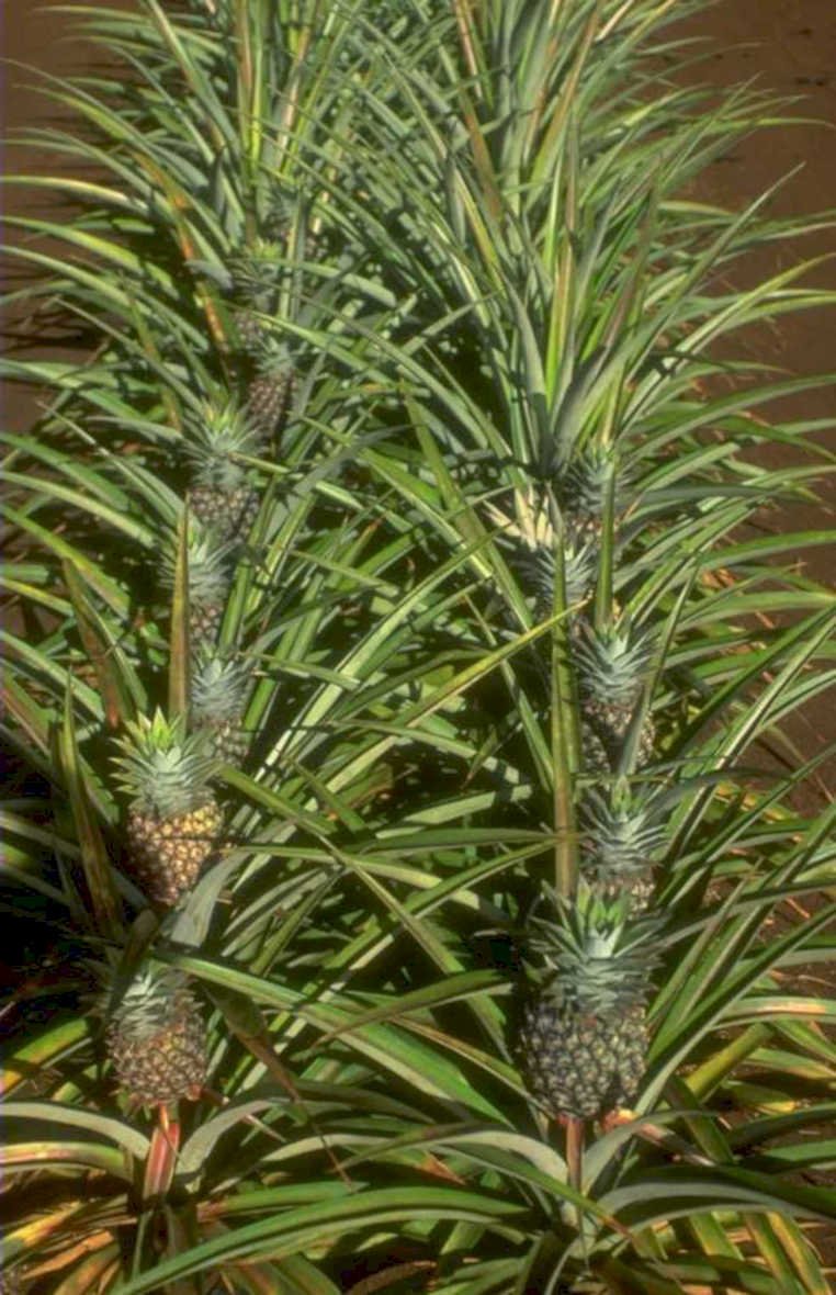 pineapple plant foliage 1980s 1990s A4 Photo Print
