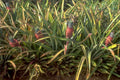 pineapple plantation hawaii 1980s 1990s A4 Photo Print 42
