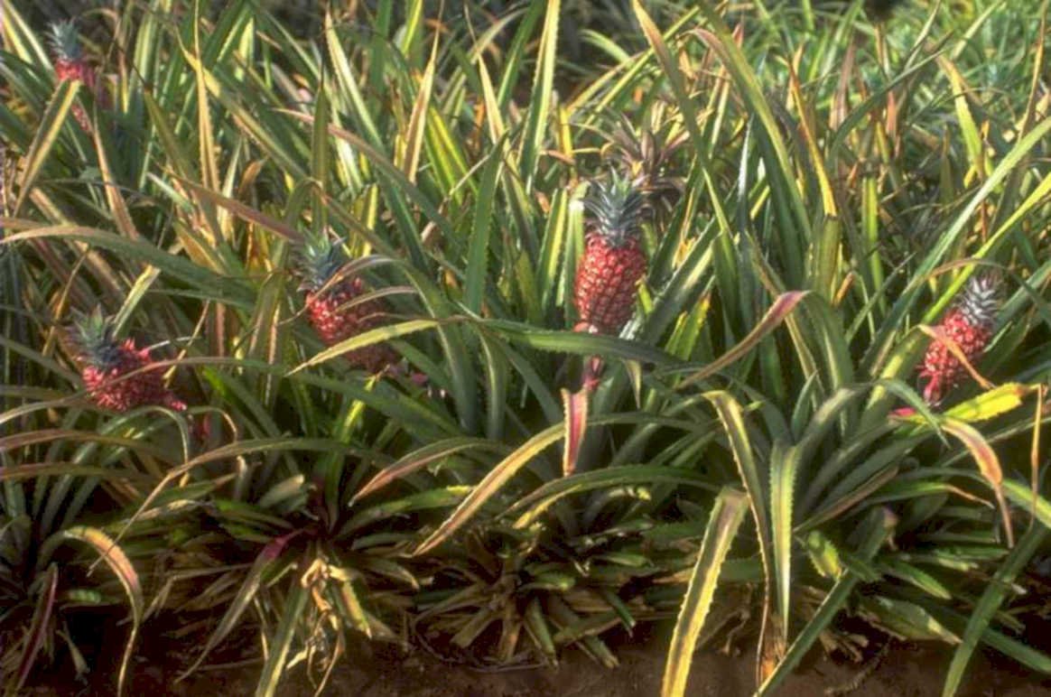 pineapple plantation hawaii 1980s 1990s A4 Photo Print 42
