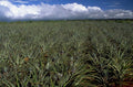 pineapple plantation hawaii 1980s 1990s A4 Photo Print