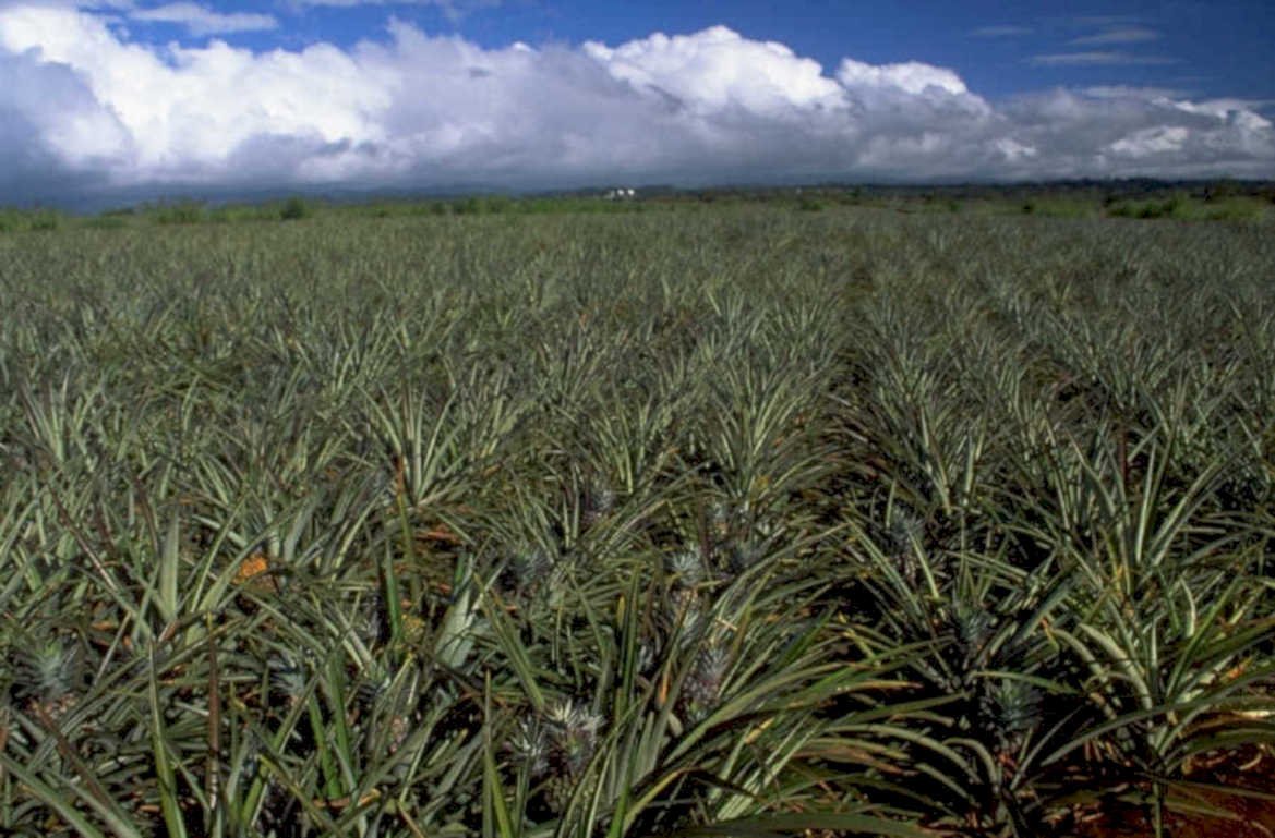pineapple plantation hawaii 1980s 1990s A4 Photo Print