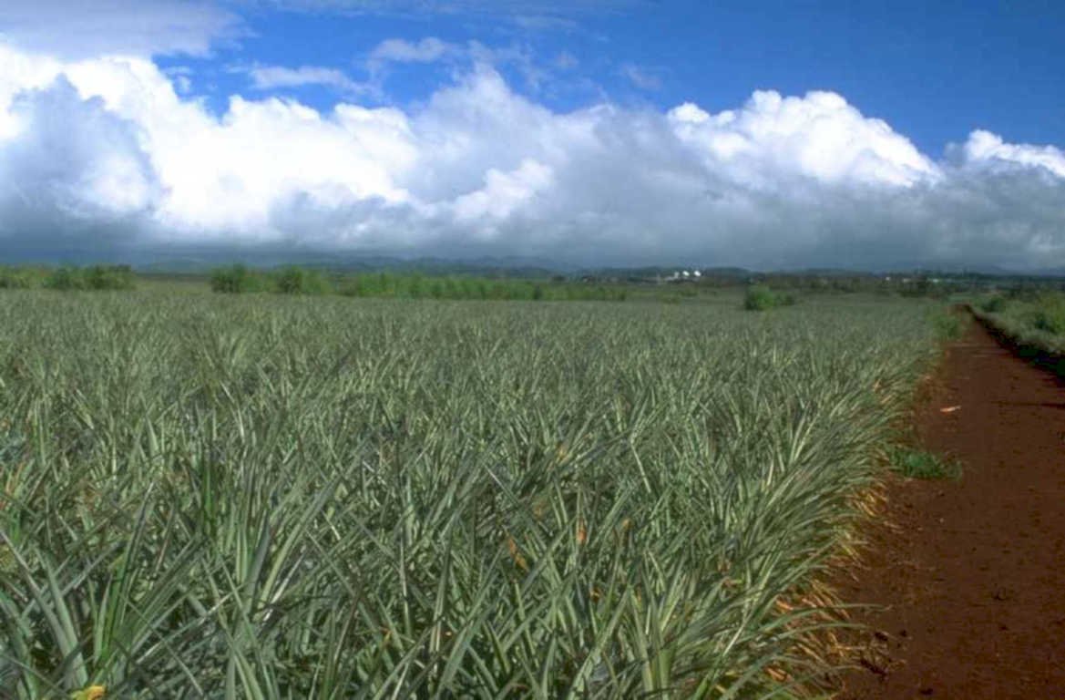 pineapple plantation hawaii 2 1980s 1990s A4 Photo Print