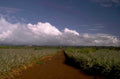 pineapple plantation hawaii 3 1980s 1990s A4 Photo Print