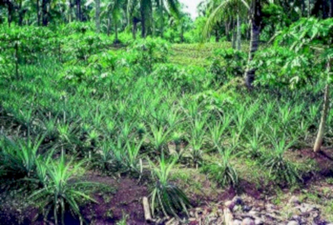 pineapple plantation plants1980s 1990s A4 Photo Print
