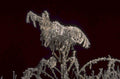 pinefrost winterbranch macro 1980s 1990s A4 Photo Print