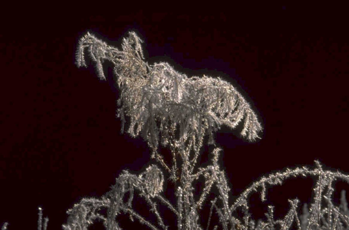 pinefrost winterbranch macro 1980s 1990s A4 Photo Print