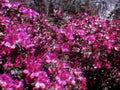 pink azalea bloom1980s 1990s A4 Photo Print