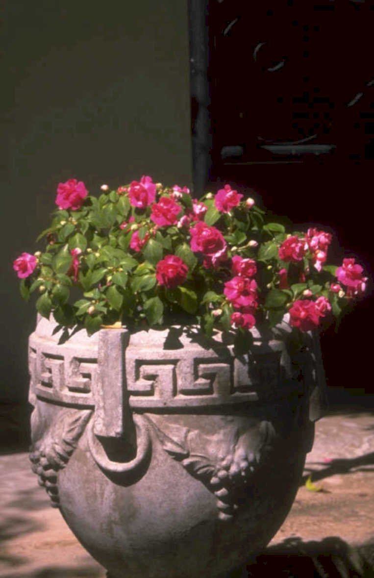 pink azalea pot 1980s 1990s A4 Photo Print
