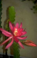 pink cactus flower 1980s 1990s A4 Photo Print