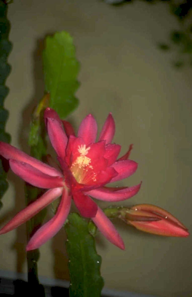 pink cactus flower 1980s 1990s A4 Photo Print