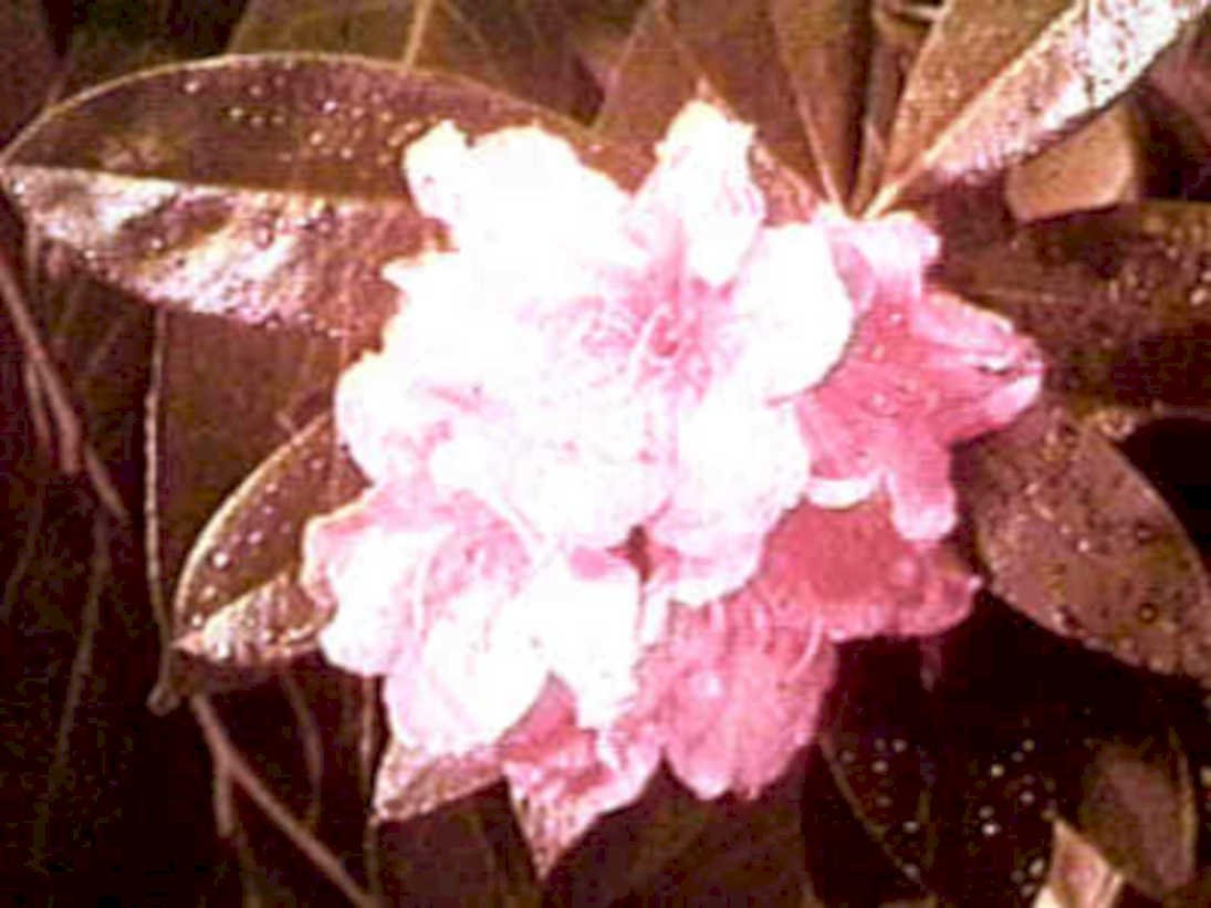 pink camellia flower1980s 1990s A4 Photo Print