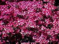 pink cherry blossoms1980s 1990s A4 Photo Print
