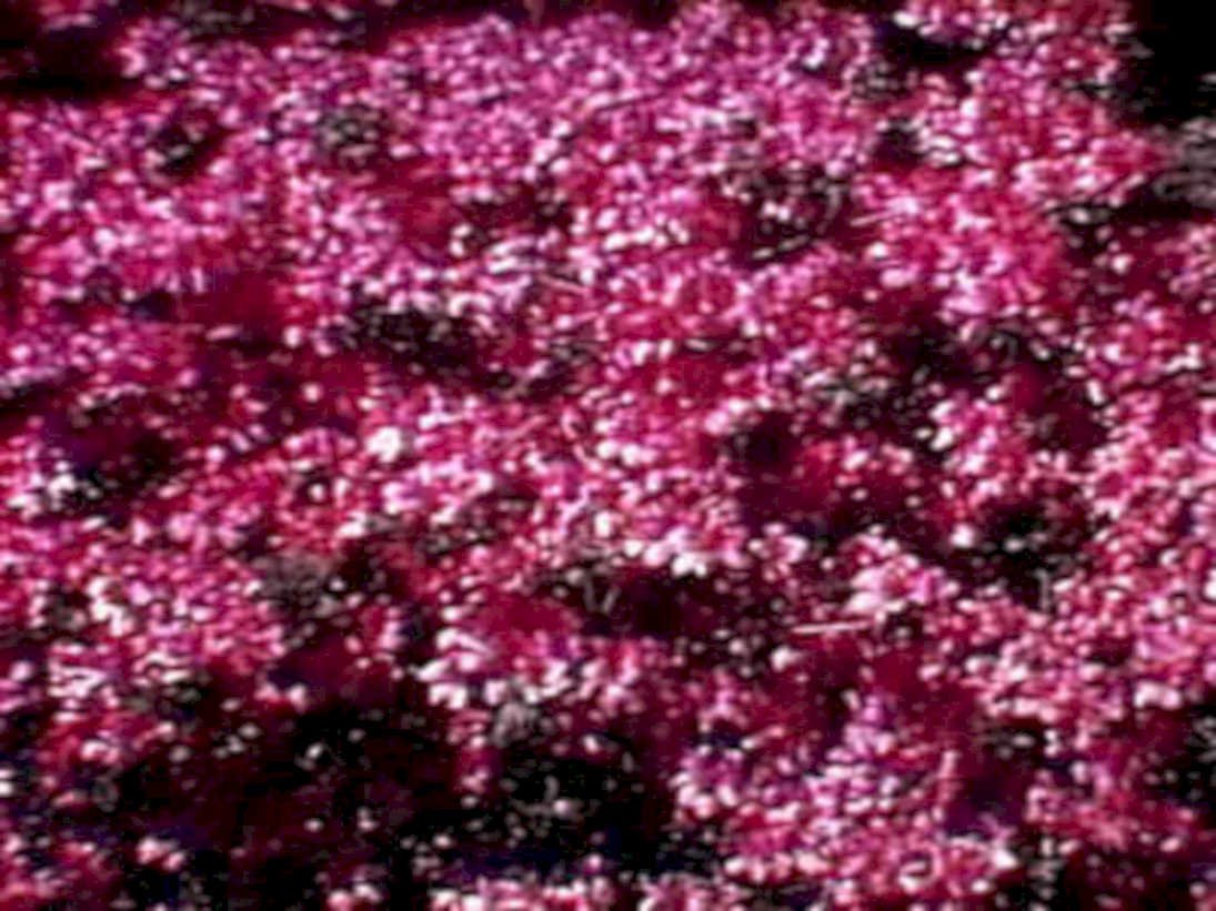 pink cherry blossoms1980s 1990s A4 Photo Print