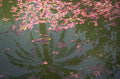 pink cherry reflections 1980s 1990s A4 Photo Print