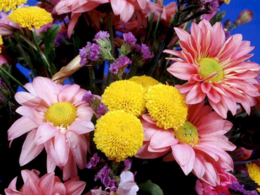 pink chrysanthemums bouquet1980s 1990s A4 Photo Print