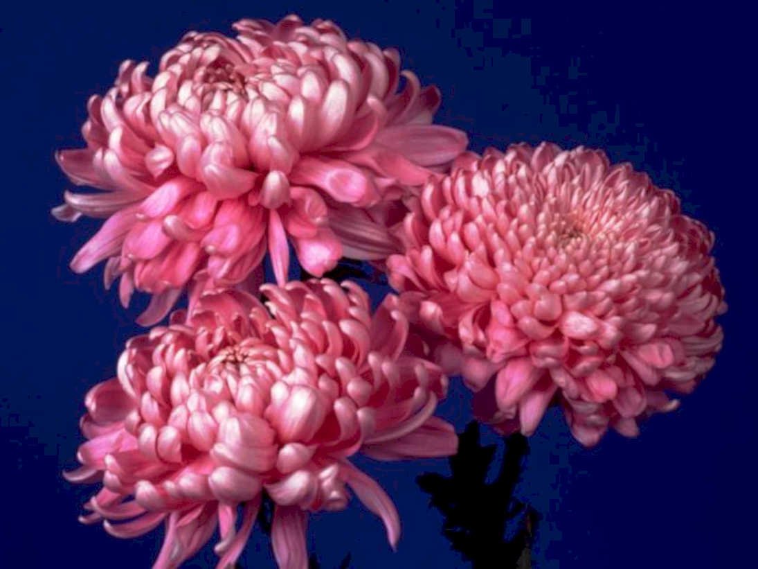 pink chrysanthemums studio1980s 1990s A4 Photo Print