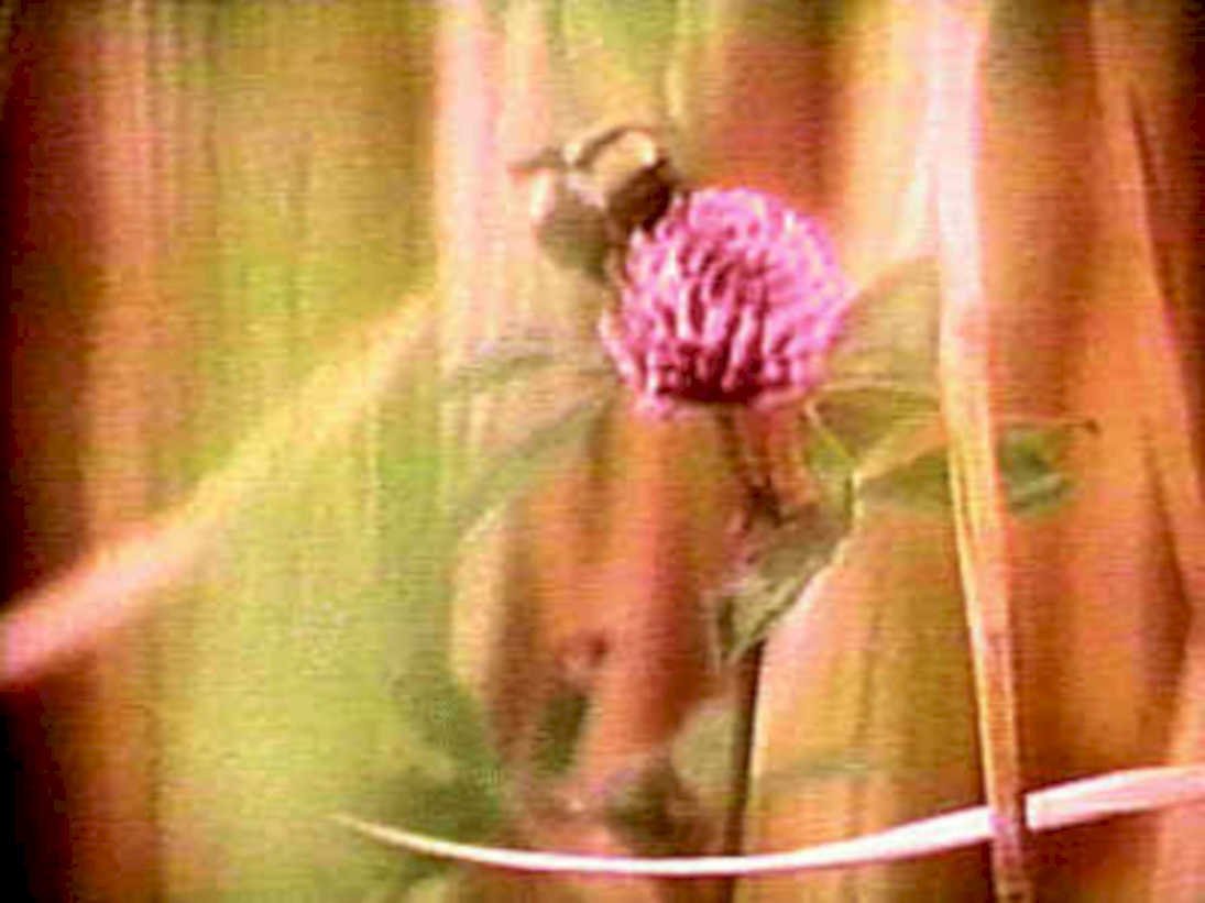 pink clover bloom1980s 1990s A4 Photo Print