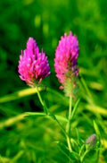 pink clover flowers1980s 1990s A4 Photo Print