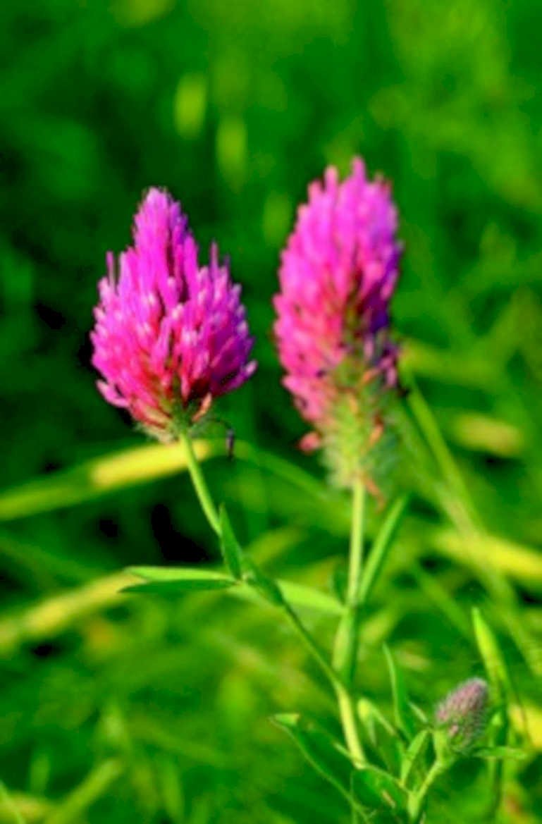 pink clover flowers1980s 1990s A4 Photo Print