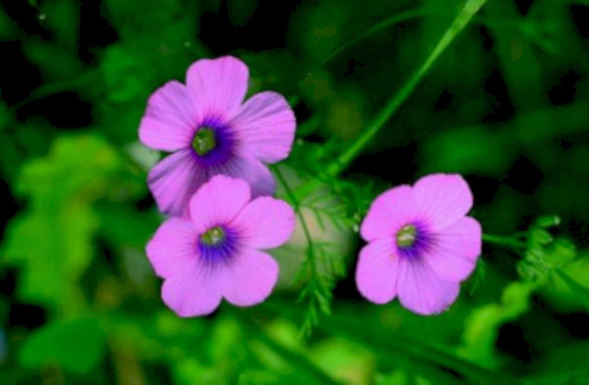 pink cosmos flowers1980s 1990s A4 Photo Print